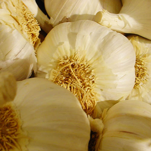 Garlic