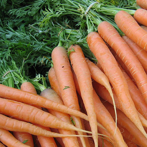 Carrott